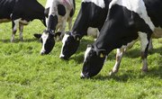 Do It Yourself Concrete Cattle Trough