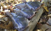 Texas Fishing Laws for Catfish