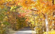 What Materials Are Used to Make Walking Trails?