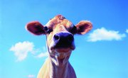 Jersey Cattle Facts