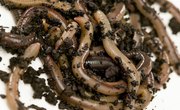 How to Shock Nightcrawlers Out of the Ground