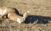 How to Build a Deer Skinning Rack