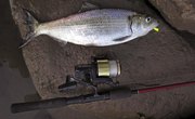 What Is a Good Bait to Catch Shad?