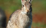 What to Use for Bait to Catch a Wild Rabbit