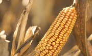 What Is Deer Corn?