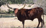 What Country Introduced Cattle to the U.S.?