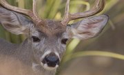 How to Hunt Deer With a Knife