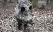Wild Hog Hunting in Ohio