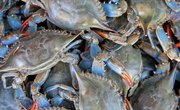 Blue Crab Fishing in Texas