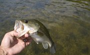 Wisconsin Fishing Penalties & Fines