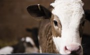 How to Raise Beef Cattle for Profit on a Small Farm