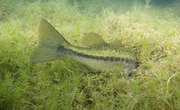 How to Prevent Fishing Hooks from Snagging on the Bottom