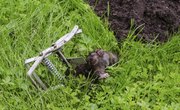 How to Become a Licensed Wildlife Trapper in Florida