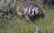 How to Skin a Badger