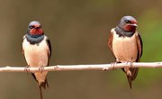 Birds That Make Mud Nests