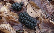 How to Identify Deer Poop
