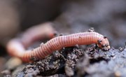 Tips on Catching Nightcrawlers