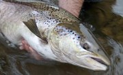 What Bait to Use for Salmon Fishing