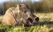 Hog Hunting Regulations in Texas