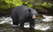 How to Field Dress a Black Bear