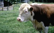 How to Raise Prime Beef Cattle