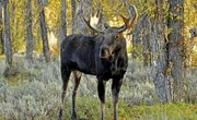 How to Identify Moose Tracks