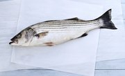 Tips on Catching Striped Bass
