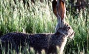 How to Hunt Jackrabbits