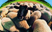 Sheep Shearing Tools