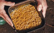 How to Breed Maggots for Fishing