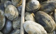 Beaches With Clams