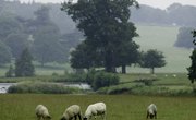 The Pasture Size for Sheep