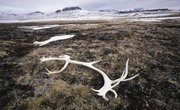 How to Preserve Shed Antlers