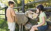 How to Put on a Sheep Halter