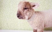 How to Wean an Orphan Sheep From Milk Replacer