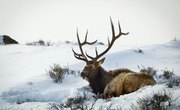 How to Tell the Age of a Buck Elk