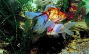 The Best Homemade Saltwater Fish Attractant