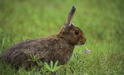 How to Identify Rabbit Poop