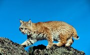 Homemade Bobcat Bait