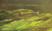 Homemade Liquid Scent to Bait Trout