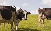 Physical Characteristics of Cattle