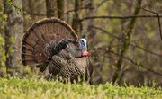 How to Catch a Wild Turkey