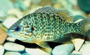 The Best Rigs for White Perch