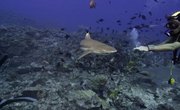What Sharks Live Off the Coast of Galveston, Texas?