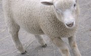 Grooming Sheep