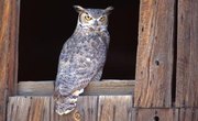How to Recognize Animal Eyes at Night
