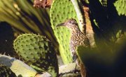 What Type of Birds Live in the Desert?