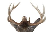 How to Remove Deer Antlers