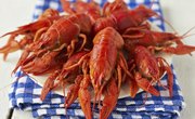 Crawfish Bag Limits in Florida