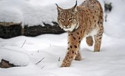 How to Skin a Bobcat